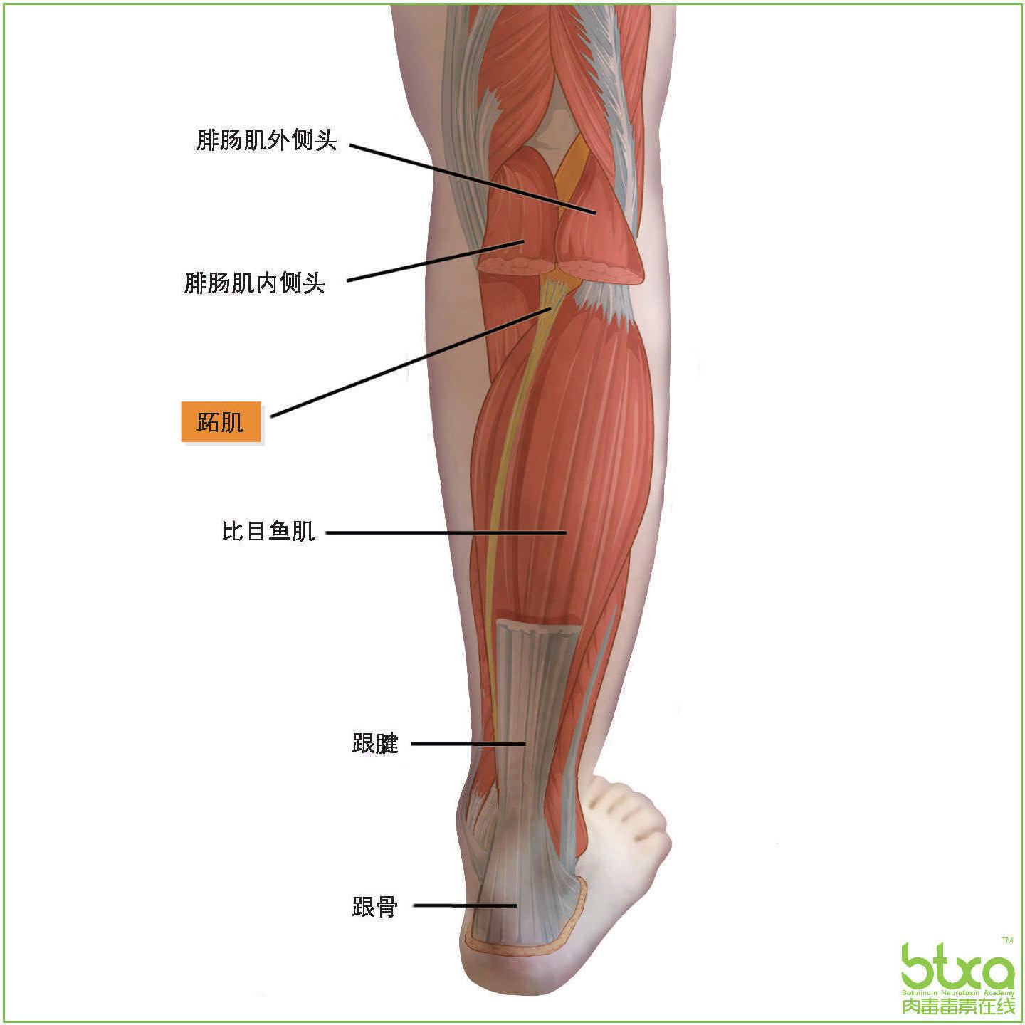 跖肌